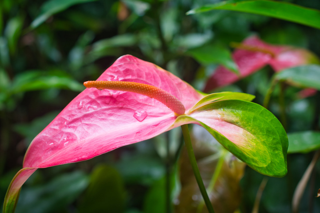Rare Plants