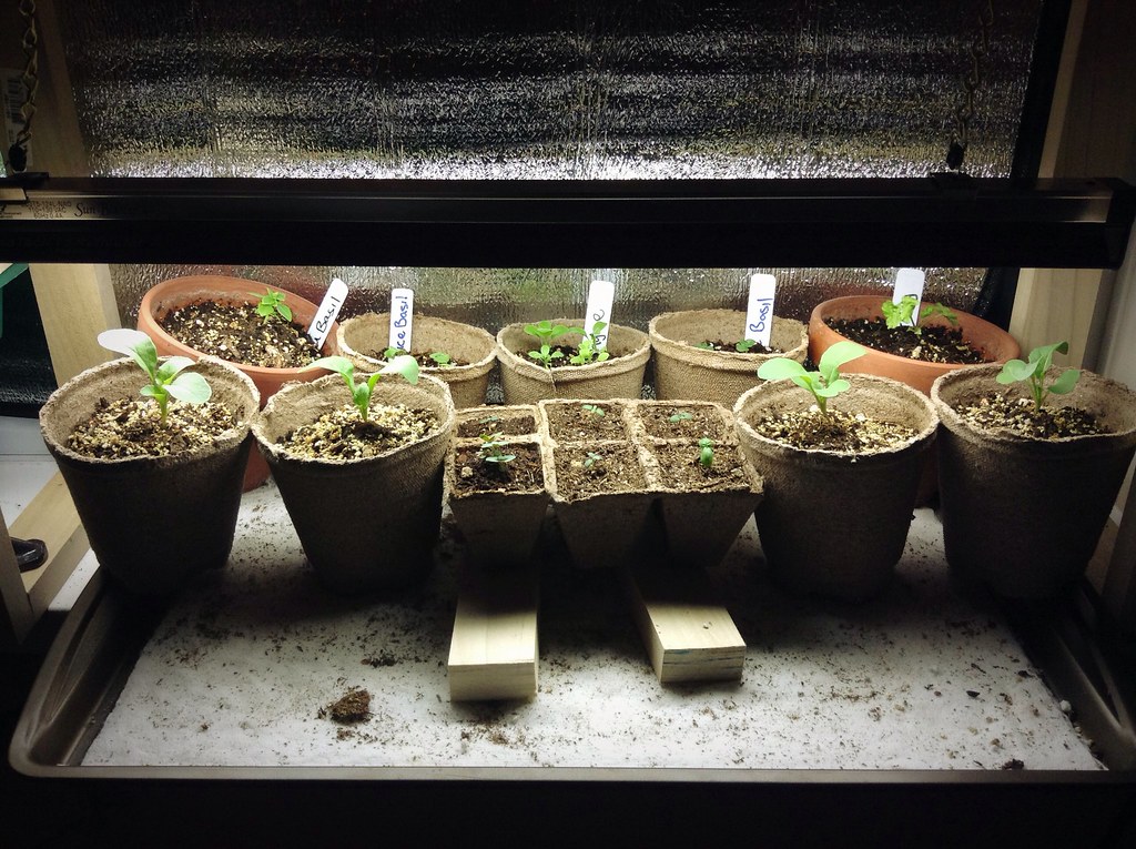 Useful Plants